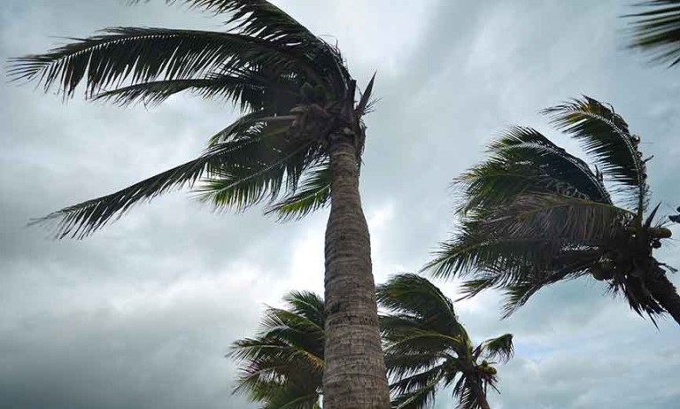 Palm trees whipping in the wind during a hurricane.