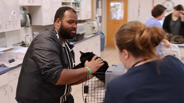 veterinarians with a black cat in a vet hospital