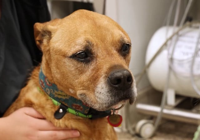 dog with short golden fur at vet