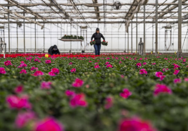 azaleas rosas brillantes en filas contrastan con las siluetas de los trabajadores a lo lejos dentro de un invernadero