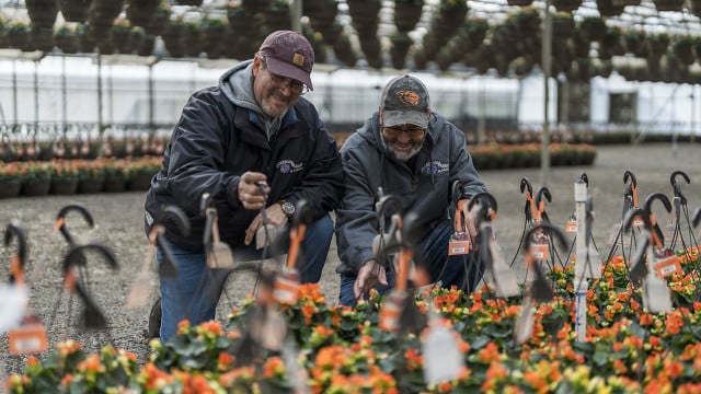Members of the Fessler family and employees of Woodburn Nursery work in the greenhouses.